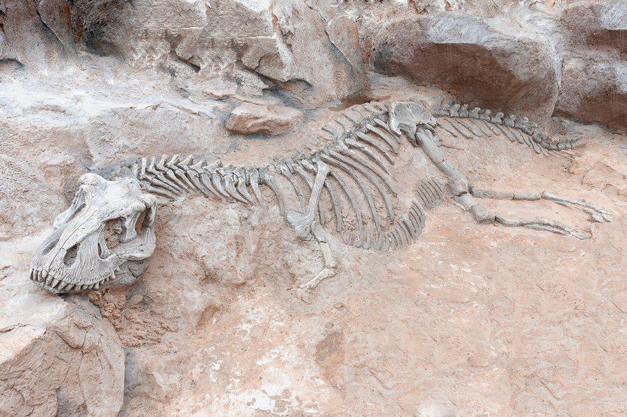 скелет динозавра в каменной окаменелости
