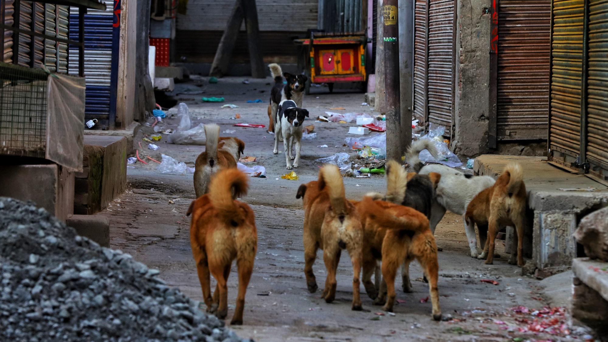 бродячие собаки, бегающие по улице